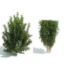 C4D模型 绿色植物
