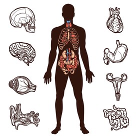 人体解剖器官