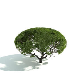 C4D模型 绿色植物