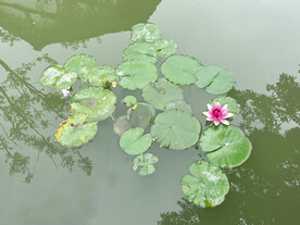 睡莲