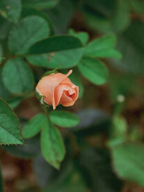 花苞
