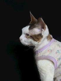 小猫德文