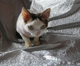 小猫德文