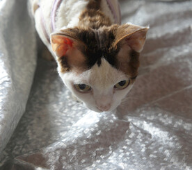 小猫德文