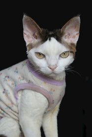 小猫德文