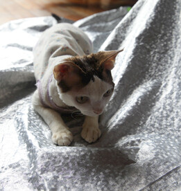 小猫德文