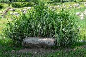公园风景  