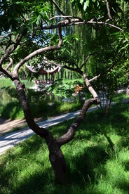 公园风景  