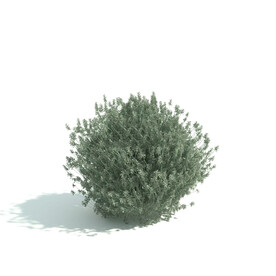 C4D模型 绿色植物