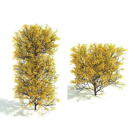 C4D模型 绿色植物