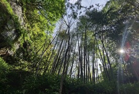 武夷山大王峰竹林风景