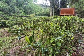 武夷岩茶树种 白鸡冠