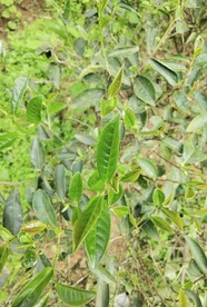 武夷岩茶树种 铁罗汉