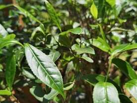 武夷岩茶树种 毛猴