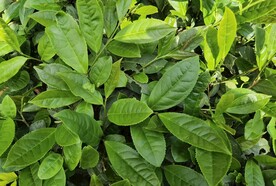 武夷岩茶树种 半天妖