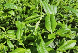 武夷岩茶树种 小红袍