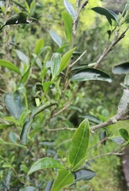 武夷岩茶树种 肉桂