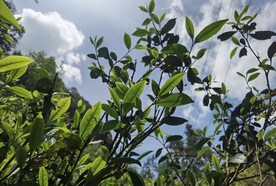 武夷岩茶树种 老丛水仙