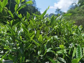 武夷岩茶树种 倒水坑水仙