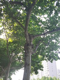 树杆
