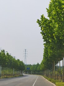 绿树公路