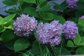 绣球花  