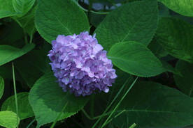 绣球花  