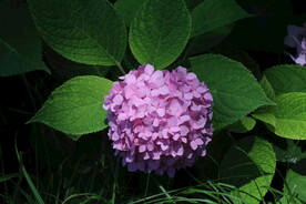 绣球花  