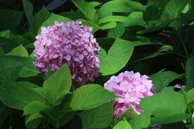 绣球花 