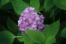 绣球花 