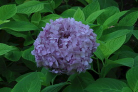 绣球花  
