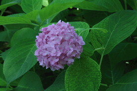 绣球花  