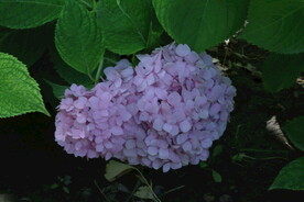 绣球花 