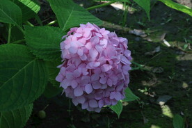 绣球花  