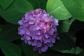 绣球花  