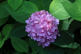 绣球花  