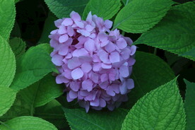 绣球花 