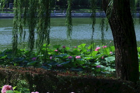 公园风景 