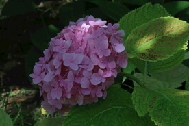 绣球花  