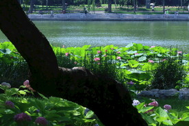 公园风景  