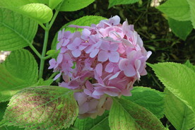 绣球花 