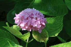 绣球花 