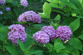绣球花  