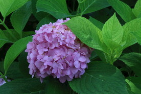 绣球花  