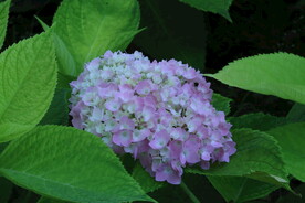 绣球花 