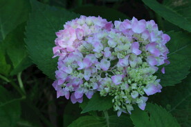 绣球花  