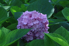绣球花  
