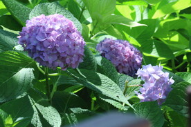 绣球花  