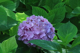绣球花  