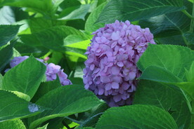 绣球花  